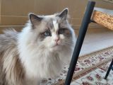 Safkan Erkek Ragdoll