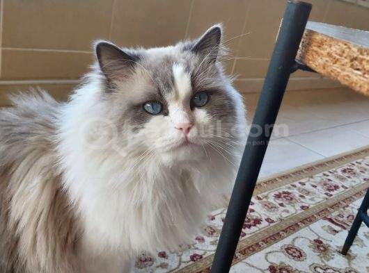 Safkan Erkek Ragdoll görsel