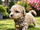 Safkan Maltipoo Bebekler