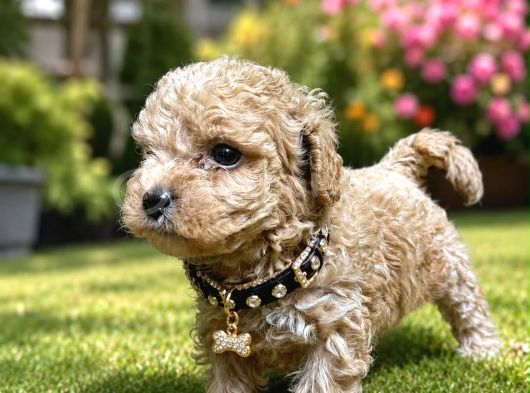 Safkan Maltipoo Bebekler görsel