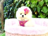 Pomeranian Boo Mini Surat Yavrularımız