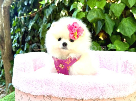 Pomeranian Boo Mini Surat Yavrularımız