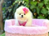 Pomeranian Boo Mini Surat Yavrularımız