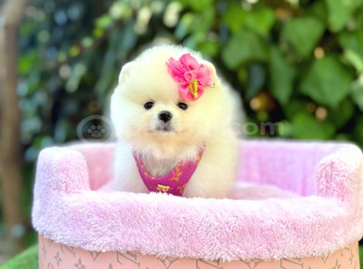 Pomeranian Boo Mini Surat Yavrularımız görsel
