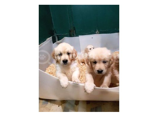 Bebek Yüz Golden Yavrular görsel
