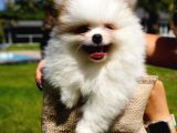 Türki̇yeni̇n En Özel Pomerani̇an Boo Yavrulari