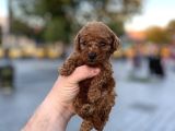 Yüksek Kali̇te Toy Poodle Yavrular