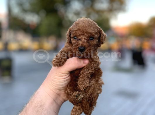 Yüksek Kali̇te Toy Poodle Yavrular görsel