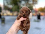 Yüksek Kali̇te Toy Poodle Yavrular