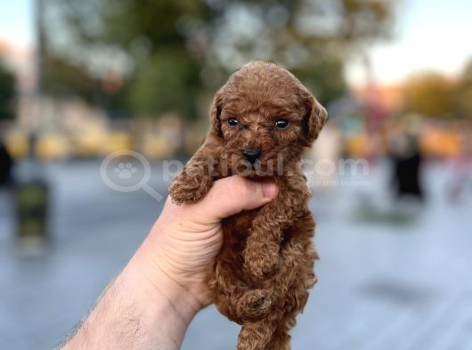 Yüksek Kali̇te Toy Poodle Yavrular görsel
