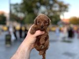 YÜKSEK KALİTE TOY POODLE YAVRULAR