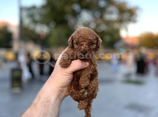 Yüksek Kali̇te Toy Poodle Yavrular