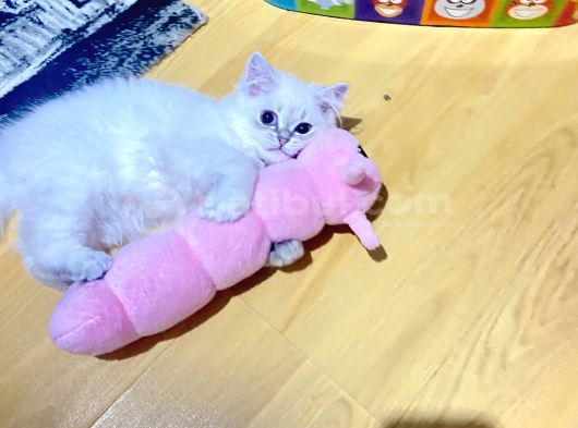 Ücresi̇z 5 Aylık British Longhair Bluepoint Dişi görsel