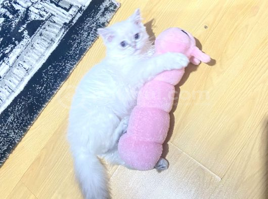 Ücresi̇z 5 Aylık British Longhair Bluepoint Dişi görsel