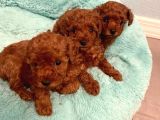 Kli̇ni̇kte Tesli̇m Mi̇ni̇ Toy Poodle Bebekler