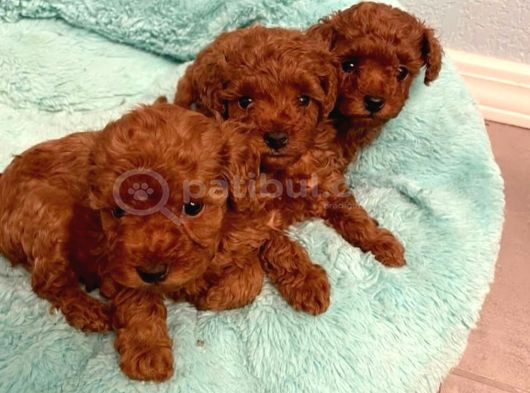 Kli̇ni̇kte Tesli̇m Mi̇ni̇ Toy Poodle Bebekler görsel