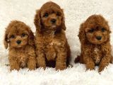 Kli̇ni̇kte Tesli̇m Mi̇ni̇ Toy Poodle Bebekler