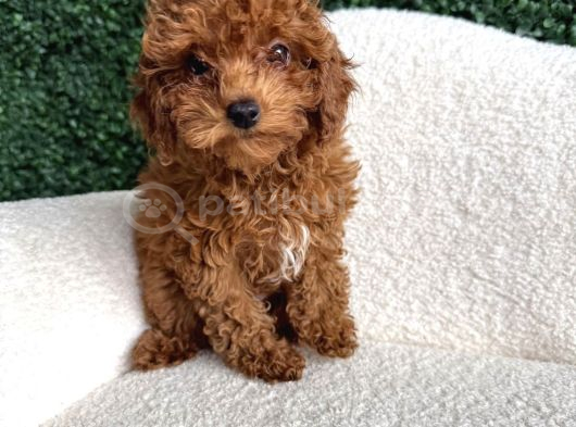 Kli̇ni̇kte Tesli̇m Mi̇ni̇ Toy Poodle Bebekler görsel