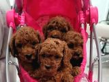 KLİNİKTE TESLİM MİNİ TOY POODLE BEBEKLER