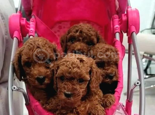 KLİNİKTE TESLİM MİNİ TOY POODLE BEBEKLER