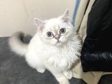Ücresi̇z 5 Aylık British Longhair Bluepoint Dişi