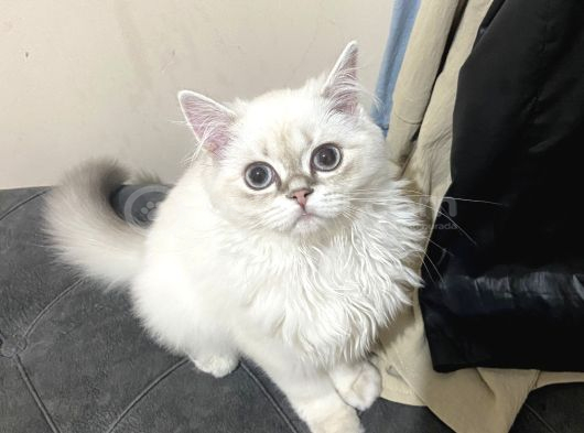 Ücresi̇z 5 Aylık British Longhair Bluepoint Dişi görsel