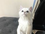 Ücresi̇z 5 Aylık British Longhair Bluepoint Dişi