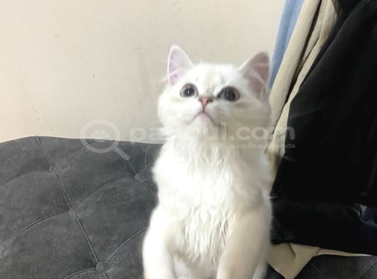 Ücresi̇z 5 Aylık British Longhair Bluepoint Dişi görsel