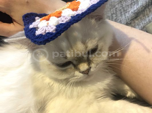 Ücresi̇z 5 Aylık British Longhair Bluepoint Dişi