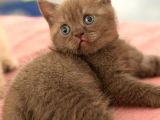 Özel renk cinnemon kedi