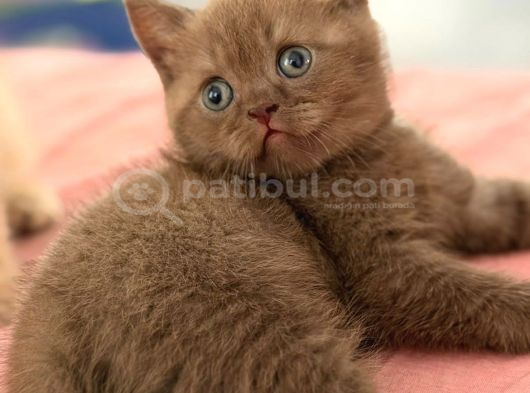 Özel Renk Cinnemon Kedi