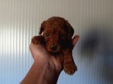 Toy Poodle Red Brown Yavrularimiz Yeni̇ Ai̇leleri̇ni̇ Bekli̇yor