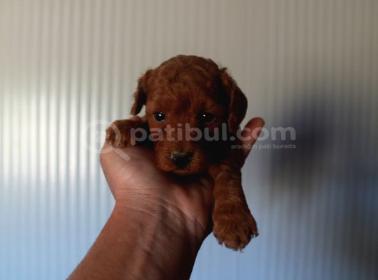 Toy Poodle Red Brown Yavrularimiz Yeni̇ Ai̇leleri̇ni̇ Bekli̇yor görsel