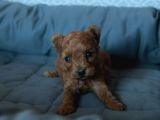 TOY POODLE RED BROWN YAVRULARIMIZ YENİ AİLELERİNİ BEKLİYOR