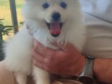Spitz Yavruları