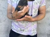 Dişi-Erkek Dobermanlar