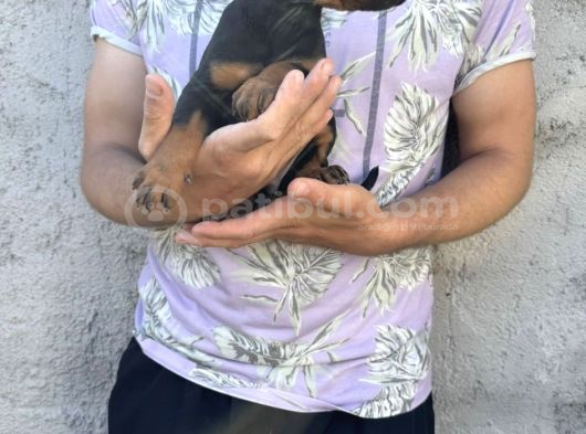 Dişi-Erkek Dobermanlar görsel