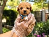 Safkan maltipoo bebekler