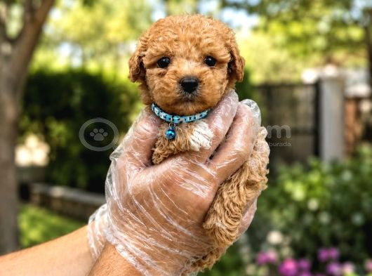 Safkan Maltipoo Bebekler