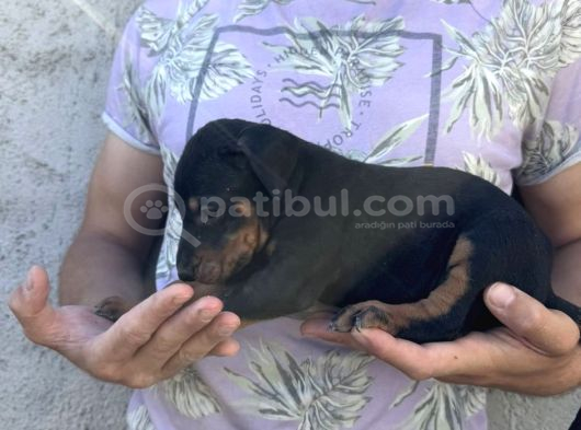 Dişi-Erkek Dobermanlar görsel