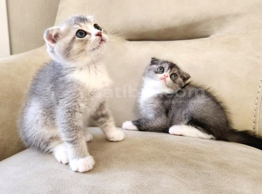 Mi̇ni̇k Pati̇ler görsel