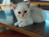Acil Safkan British Shorthair Yavrularımız Izmir