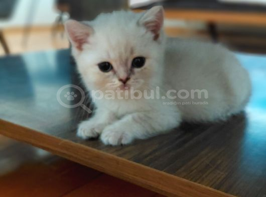Acil Safkan British Shorthair Yavrularımız Izmir görsel
