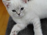 Acil Safkan British Shorthair Yavrularımız izmir