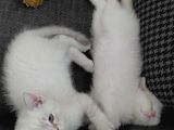 Acil Safkan British Shorthair Yavrularımız Izmir