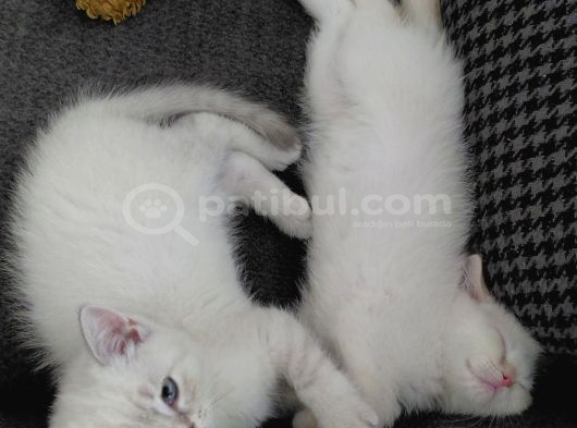 Acil Safkan British Shorthair Yavrularımız Izmir görsel