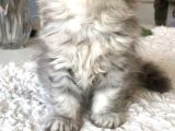 Silver Tabby Longhair Dişi