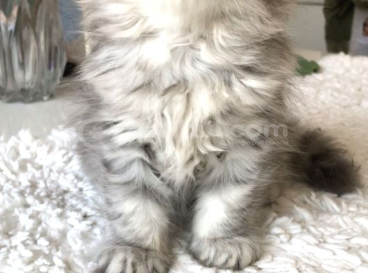 Silver Tabby Longhair Dişi görsel