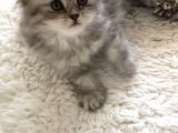 Silver Tabby Longhair Dişi