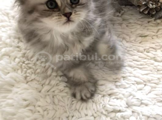 Silver Tabby Longhair Dişi görsel